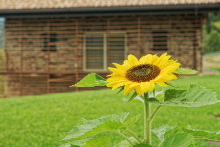 Dwarf sunflowers in full bloomの写真素材
