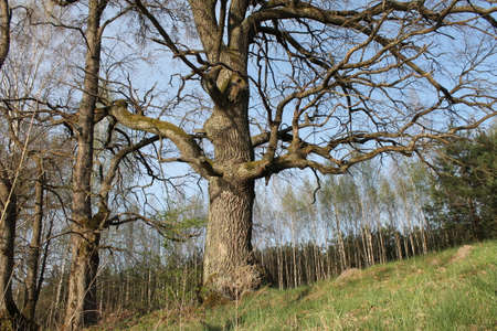 Old oak tree in the forest on a sunny spring day. Natural background.
