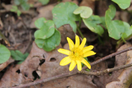 The first spring early wildflowers, Easter, a celebration of spring