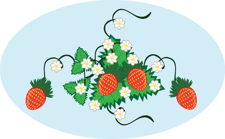 Curl from strawberry berries on the isolated backgroundのイラスト素材