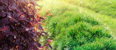 Beautiful branches with red leaves against the background of green bushes and grass. Backyard landscaping. Plants and trees in the sun. Horizontal banner with copy spaceの写真素材