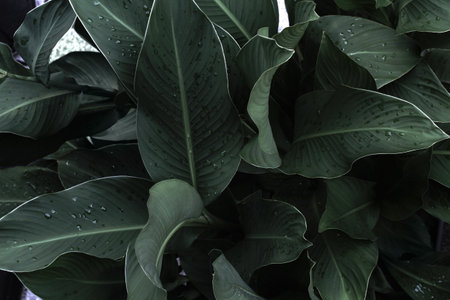 Dark background from the leaves of a houseplant with dew. Tropical large leaves with water drops.の写真素材