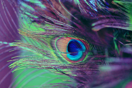 Beautiful abstract background with peacock feathers. Multicolored natural banner with a bird's tail. Bright plumage close-upの写真素材