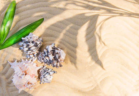 Summer beach with starfish and seashell in white sand and tropical palm leaf.