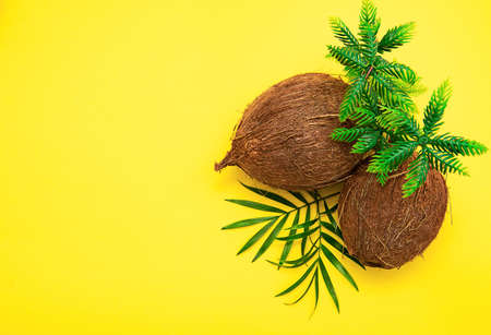 Bright summer banner with coconuts under a decorative palm tree on a yellow background