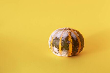 Moldy pumpkin on a yellow background with copy space. Ugly food. Front view.の写真素材
