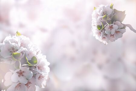 Beautiful pink and white cherry flowers on a soft blurred light background. Floral background. For spring greeting cards with copy space.の写真素材