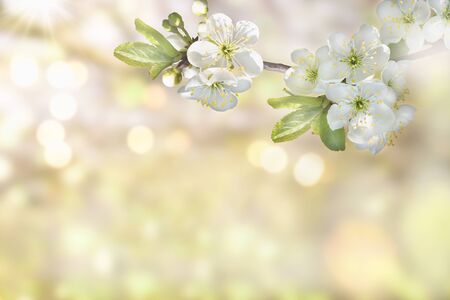 A beautiful cherry blossom branch on a soft blurred background. Floral spring background.の写真素材