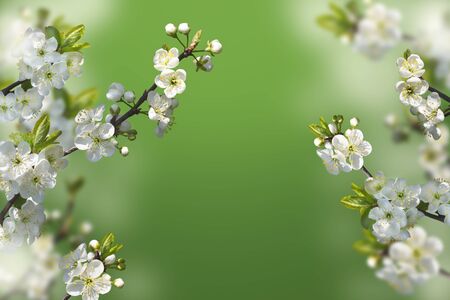 Beautiful light green spring floral background. Branches of cherry blossoming for greeting cards with copy space. Soft focus.の写真素材