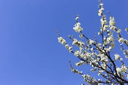 Branches of cherry blossoms against the sky. Natural seasonal background. Soft focusの写真素材