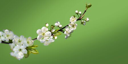 A beautiful cherry blossom branch on a soft blurred green background. Spring background.の写真素材