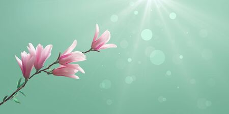 A Magnolia branch on a green blurred background with sunlight and bokeh. Spring seasonal background.の写真素材