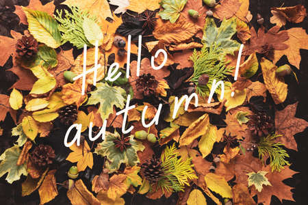 Background of colorful autumn leaves, cones and acorns. Top view, flat lay.