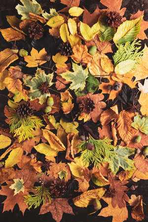 Background of colorful autumn leaves, cones and acorns. Top view, flat lay, copy spaceの写真素材