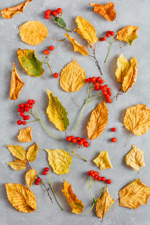 Yellow dry leaves and branches of mountain ash on a gray concrete background. Autumn pattern, texture. Top view, flat lay, copy spaceの写真素材