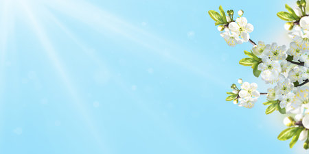 Cherry blossom branches on blue sky background for greeting cards with copy space. Spring floral backgroundの写真素材