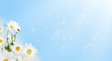 Daisy white on blue sky background in the rays of the sun. Chamomile. Beautiful spring cardの写真素材