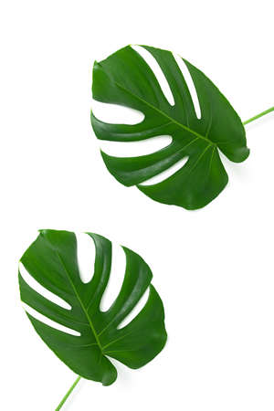 Two beautiful monstera leaves isolated on a white background. The concept of minimalismの写真素材