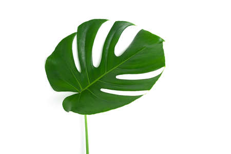 Beautiful monstera leaf isolated on a white background. The concept of minimalism. Copy spaceの写真素材