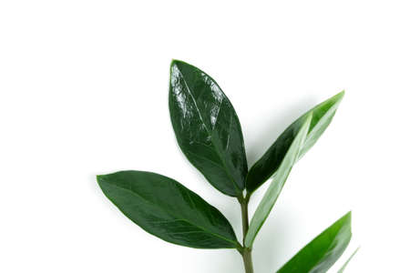 A sprig of zamiokulkas, isolated on a white background. The concept of minimalism. Copy spaceの写真素材