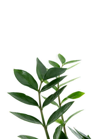 Zamiokulkas twigs isolated on a white background. The concept of minimalism. Copy spaceの写真素材
