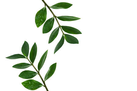 Zamiokulkas twigs isolated on a white background. The concept of minimalism. Copy spaceの写真素材