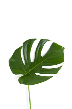 Beautiful monstera leaf isolated on a white background. The concept of minimalism. Copy spaceの写真素材