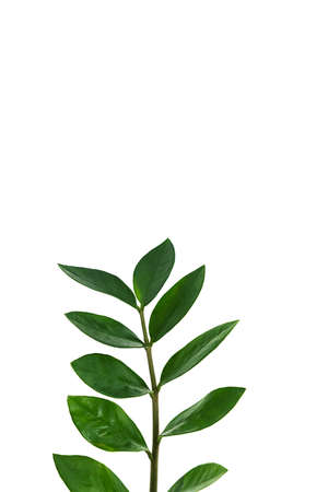 A sprig of zamiokulkas, isolated on a white background. The concept of minimalism. Copy spaceの写真素材