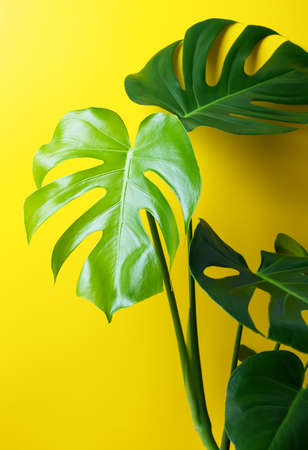 Beautiful monstera leaves on a yellow wall background. A home flower in a modern interior.