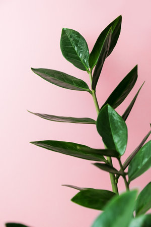 Sprigs of zamiokulkas on a pink background. The concept of minimalism. Selective focus.の写真素材