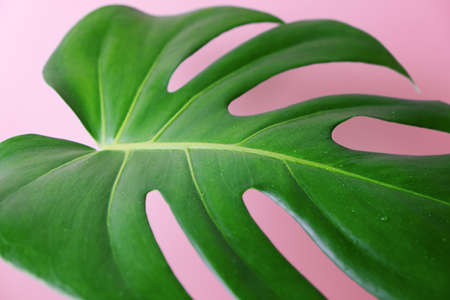 Beautiful large monstera leaf on a pink background. Close-up. Selective focusの写真素材