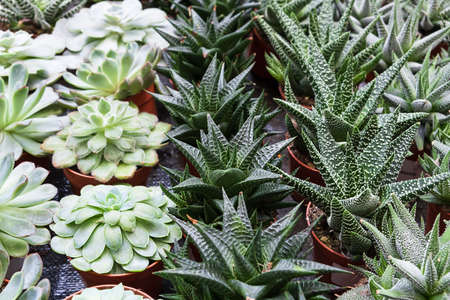 Echeveria, succulent and haworthia in pots grow in the greenhouse. Rows of house plants for sale at the flower market. Selective Focusの写真素材
