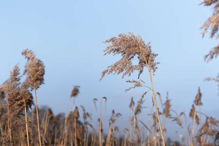 Dry cane on the lake, a layer of cane, cane seeds. Golden reed grass against the blue sky. Abstract natural background. Minimalistic, stylish, fashionable concept. Beautiful pattern with neutral colors.の写真素材