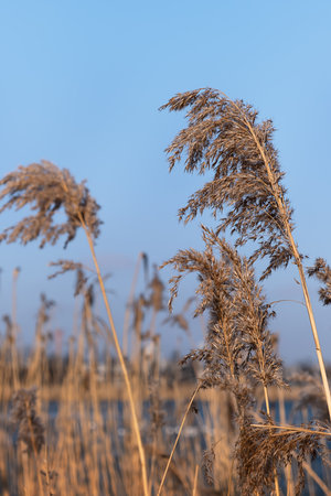 Pampas grass on the lake, a layer of reeds, cane seeds. Golden reeds on the lakes, swaying in the wind against the blue sky. Abstract natural background. Selective focus.の写真素材
