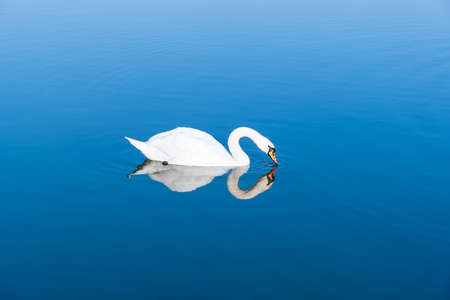 A beautiful white swan drinks water on a blue lake on a sunny day. Nature photos.の写真素材