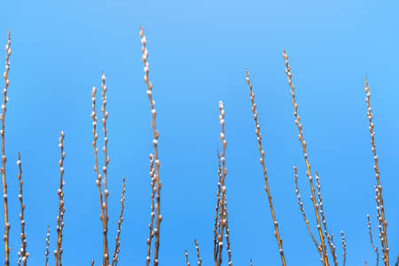 Willow branches against the blue sky. Spring background. Selective focusの写真素材