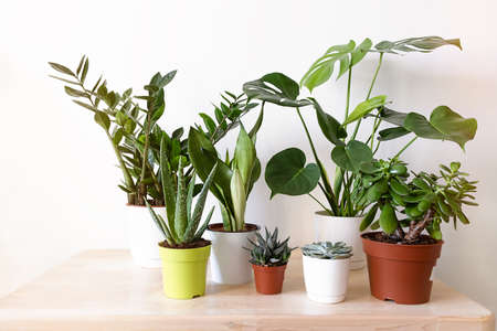A collection of different house plants: cacti, succulents and monstera in different pots. Echeveria, havortia, zamiokulkas, aloe vera, sansevieriaの写真素材