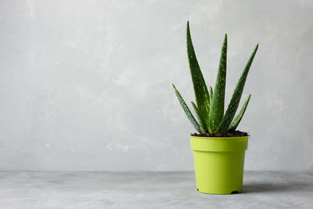 An aloe vera plant in a modern pot on a gray background. The concept of minimalism.の写真素材