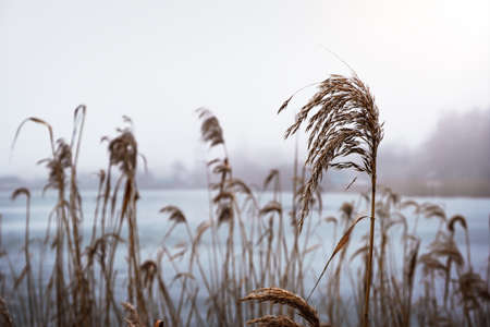 Pampas grass on the lake, a layer of reeds, cane seeds. Golden reeds on the lakes, swaying in the wind against the overcast sky. Abstract natural background. Selective focus.の写真素材