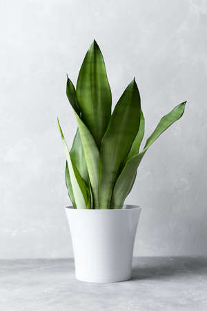 Sansevieria plant in a modern pot on a gray background. The concept of minimalism. Vertical orientation.の写真素材