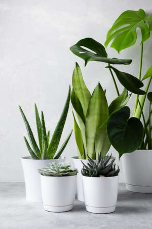 A collection of different house plants: cacti, succulents, monstera in different pots. Echeveria, haworthia, aloe vera, sansevieria. Vertical orientationの写真素材