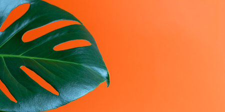 Beautiful large monstera leaf on an orange background. Close-up. The concept of minimalism. Selective focus. Bannerの写真素材