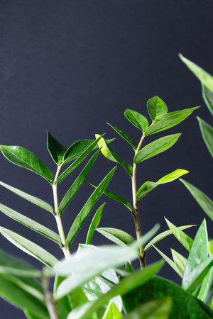 Sprigs of zamiokulkas on a black background. The concept of minimalism. The poster. Selective focus.の写真素材