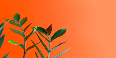 Sprigs of zamiokulkas on an orange background. The concept of minimalism. Selective focus. Bannerの写真素材