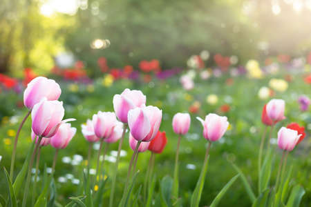 Beautiful tulips field in spring time with sun rays. Seasonal natural background.の写真素材