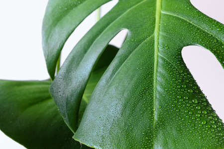 A beautiful large leaf of the monstera plant with water droplets. Monstera house plant close-up....