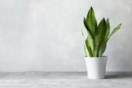 Sansevieria plant in a modern flower pot on a gray background. Home plant Sansevieria trifa from the family of asparagus. The concept of minimalism.の写真素材