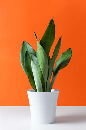 A modern-style Sansevieria plant is placed on a white table against an orange wall. Home plant Sansevieria trifa from the family of asparagus. The concept of minimalism.の写真素材