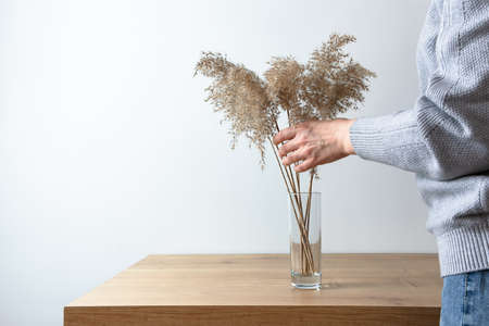 A womans hand places a dry reed in a vase. Golden reed grass in a modern interior. Trending pampas grass.の写真素材