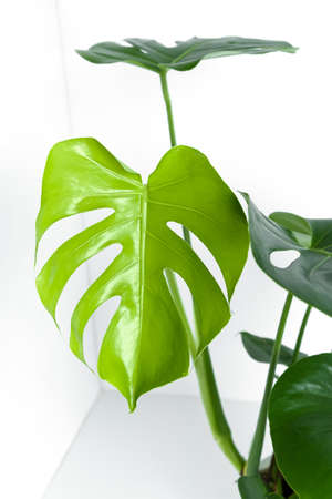 Beautiful home flower monstera deliciosa on a white wall background. Large leaves of the Monster house plant.の写真素材